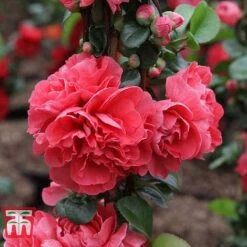 Chaenomeles 'Pink Storm' 8 Chaenomeles 'Pink Storm' -Greenworld Zone CHAE T79996 C
