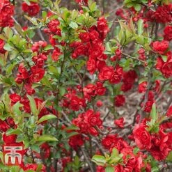 Chaenomeles 'Scarlet Storm' -Greenworld Zone CHAE T79997 B