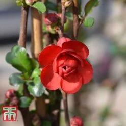 Chaenomeles 'Scarlet Storm' -Greenworld Zone CHAE T79997 E