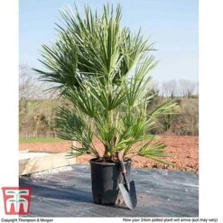 Chamaerops Humilis -Greenworld Zone CHAM T47761 L