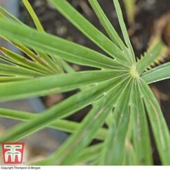 Chamaerops Humilis -Greenworld Zone CHAM T47762 D1
