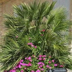Chamaerops Humilis -Greenworld Zone CHAM T47762 NOW1