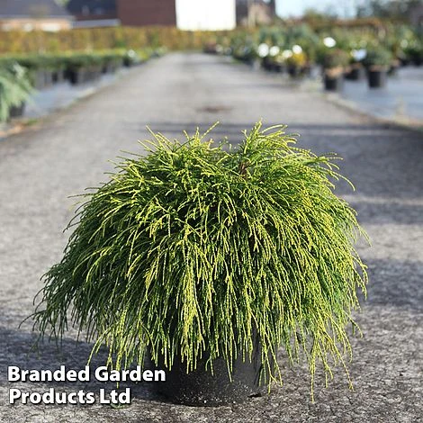 Chamaecyparis Pisifera 'Sungold' 1 Chamaecyparis Pisifera 'Sungold'