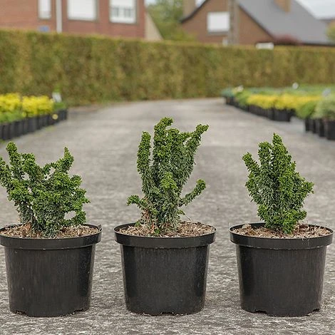 Chamaecyparis Obtusa 'Chirimen' 2 Chamaecyparis Obtusa 'Chirimen' - Image 2
