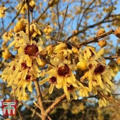 Chimonanthus Praecox -Greenworld Zone CHIM T58138 C
