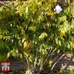 Chimonanthus Praecox -Greenworld Zone CHIM T58138 E