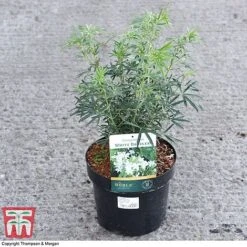 Choisya X Dewitteana 'White Dazzler' 5 Choisya X Dewitteana 'White Dazzler' -Greenworld Zone CHOI 62039 A