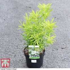 Choisya X Dewitteana 'Aztec Gold' -Greenworld Zone CHOI 66142 A