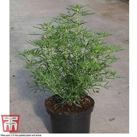 Choisya X Dewitteana 'White Dazzler' 2 Choisya X Dewitteana 'White Dazzler' - Image 2