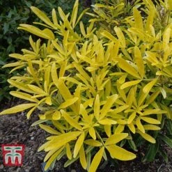 Choisya X Dewitteana 'Aztec Gold'