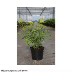 Choisya X Dewitteana 'Goldfingers' -Greenworld Zone CHOI T66144 B h