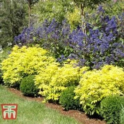 Choisya X Dewitteana 'Goldfingers' -Greenworld Zone CHOI T66144 D