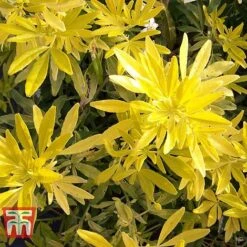 Choisya X Dewitteana 'Goldfingers' -Greenworld Zone CHOI T66144 F