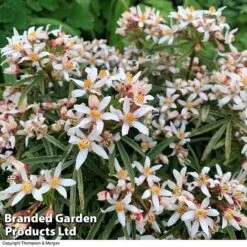 Choisya 'Little Bee' 4 Choisya 'Little Bee' -Greenworld Zone CHOI WKC1582 B1