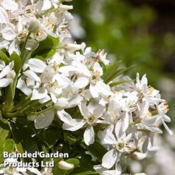 Evergreen Patio Shrub Collection -Greenworld Zone CHOI TERNATA L30898