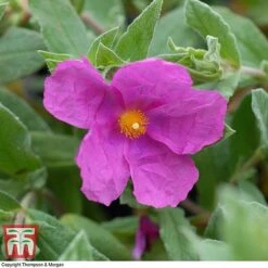 Cistus X Pulverulentus 'Sunset'