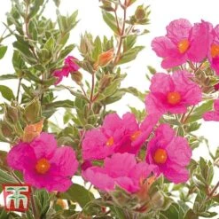 Cistus X Pulverulentus 'Sunset' -Greenworld Zone CIST T66145 C