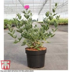 Cistus X Pulverulentus 'Sunset' -Greenworld Zone CIST T66145 D3