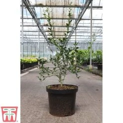 Citrus Trifoliata -Greenworld Zone CITR TKA3374 B
