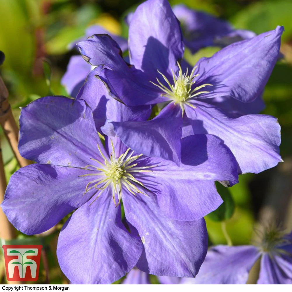 Clematis 'General Sikorski' 2 Clematis 'General Sikorski' - Image 2