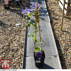 Clematis 'General Sikorski' 5 Clematis 'General Sikorski' -Greenworld Zone CLEM 59409 A2