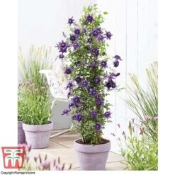Clematis 'Kokonoe' -Greenworld Zone CLEM KA8209 C