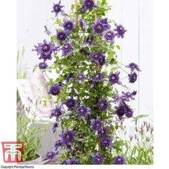 Clematis 'Kokonoe' -Greenworld Zone CLEM KA8209 D
