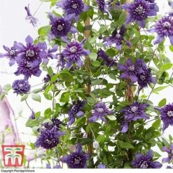 Clematis 'Kokonoe' -Greenworld Zone CLEM KA8209 E