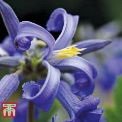 Clematis 'New Love' -Greenworld Zone CLEM NEW LOVE 1