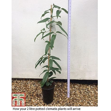 Clematis Armandii 2 Clematis Armandii - Image 2