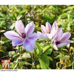 Clematis 'Nelly Moser' -Greenworld Zone CLEM T58049 AA