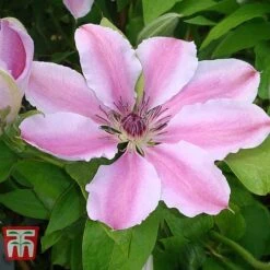 Clematis 'Nelly Moser' -Greenworld Zone CLEM T58049 B