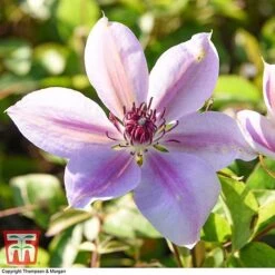 Clematis 'Nelly Moser' -Greenworld Zone CLEM T58049 BB