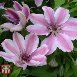 Clematis 'Nelly Moser' -Greenworld Zone CLEM T58049 C