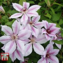 Clematis 'Nelly Moser' -Greenworld Zone CLEM T58049 D