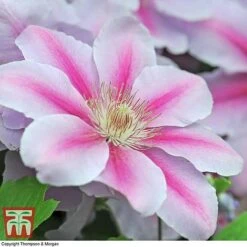 Clematis 'Nelly Moser' -Greenworld Zone CLEM T58049 E