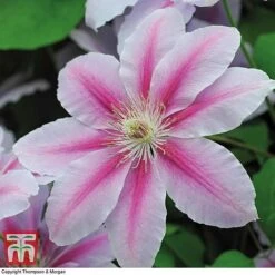 Clematis 'Nelly Moser' -Greenworld Zone CLEM T58049 F