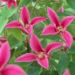 Clematis 'Princess Diana' -Greenworld Zone CLEM T58051 A h