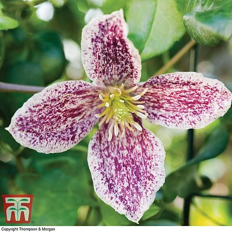 Clematis Cirrhosa Var. Purpurascens 'Freckles' 1 Clematis Cirrhosa Var. Purpurascens 'Freckles'