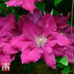 Clematis 'Ernest Markham' -Greenworld Zone CLEM T59151 C