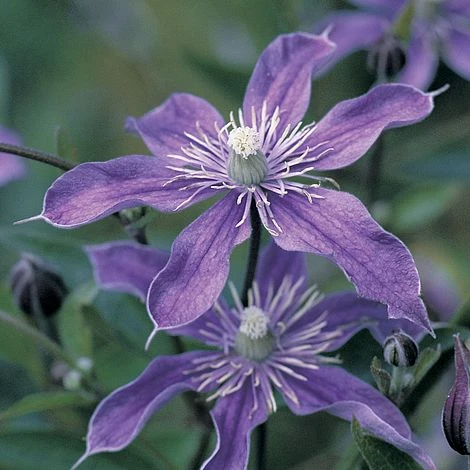 Clematis 'Arabella' 1 Clematis 'Arabella'