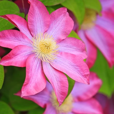 Clematis 'Asao' 1 Clematis 'Asao'