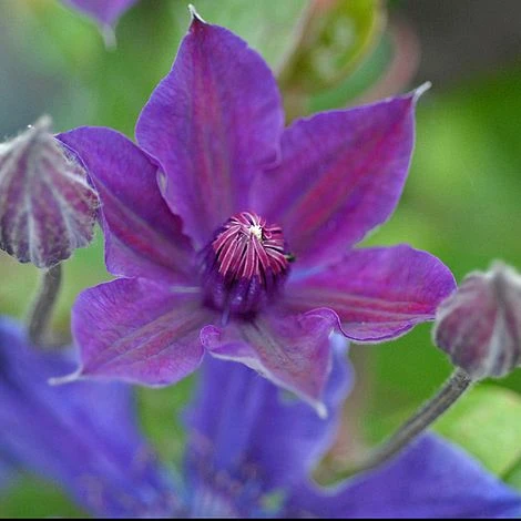 Clematis 'Ashva' 2 Clematis 'Ashva' - Image 2