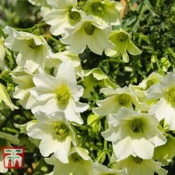 Clematis 'Early Sensation' -Greenworld Zone CLEM T59407 C
