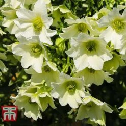 Clematis 'Early Sensation' -Greenworld Zone CLEM T59407 D