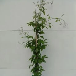 Clematis 'Justa' 13 Clematis 'Justa' -Greenworld Zone CLEM T59416 A h