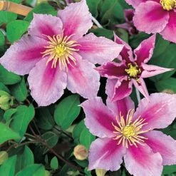 Clematis 'Piilu' 13 Clematis 'Piilu' -Greenworld Zone CLEM T59431 A h