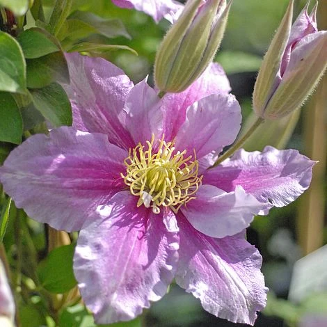 Clematis 'Piilu' 6 Clematis 'Piilu' - Image 6