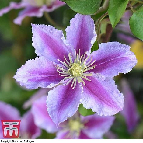 Clematis 'Piilu' 1 Clematis 'Piilu'