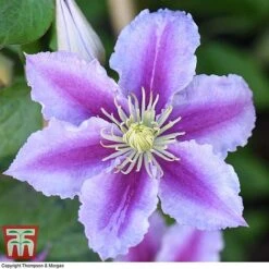 Clematis 'Piilu' 10 Clematis 'Piilu' -Greenworld Zone CLEM T59431 F